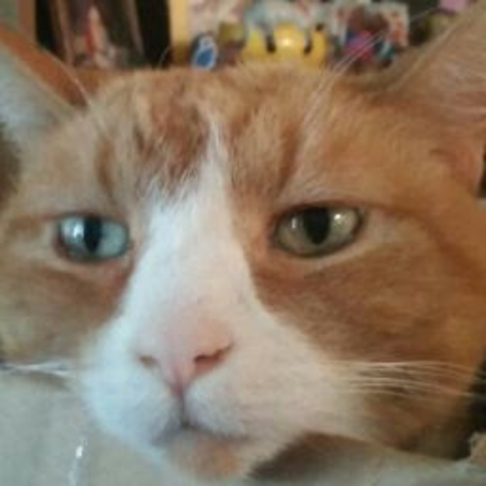 Meet your Posher, Neko